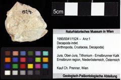 Foto (Objket + Etiketten) von Decapoda indet. 